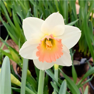 Narcissus (Daffodil) 'Rainbow' Pot Full